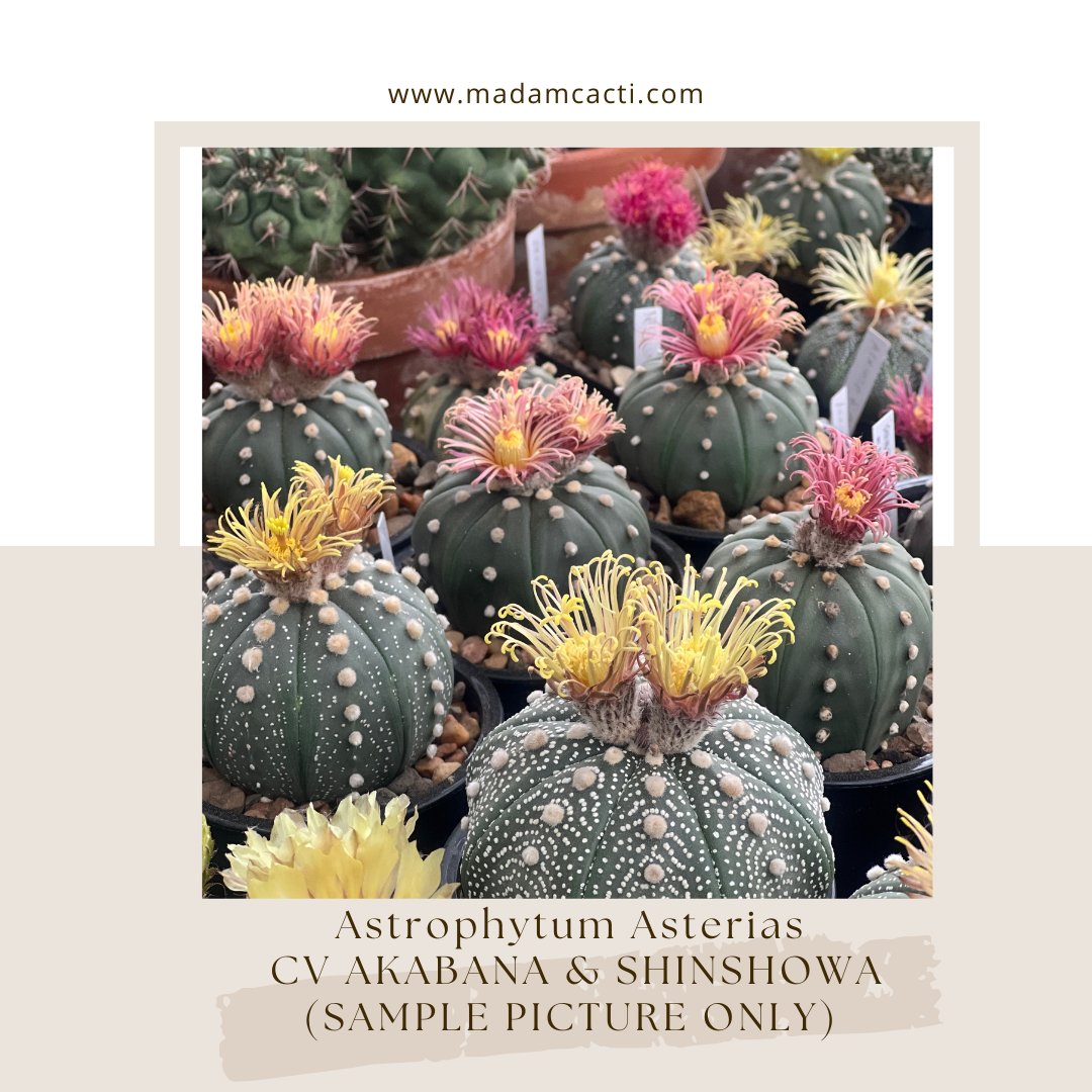 小物 akasatana A. Asterias Cv Akabana Shinshowa (Mature Size) — Madam Cacti